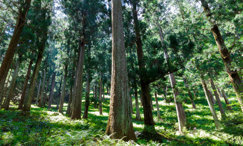 奈良県の吉野杉と檜の魅力 木製家具＆建具製造の有限会社川口建創